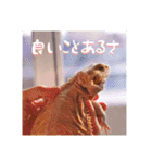 毎日すけすけカレーパン（個別スタンプ：14）