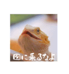 毎日すけすけカレーパン（個別スタンプ：15）