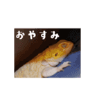 毎日すけすけカレーパン（個別スタンプ：16）