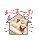 てんしんらんぼう  2.0（個別スタンプ：17）