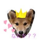 柴犬ハルと茶猫アバ（個別スタンプ：1）