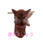柴犬ハルと茶猫アバ（個別スタンプ：2）