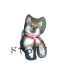 柴犬ハルと茶猫アバ（個別スタンプ：3）