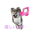 柴犬ハルと茶猫アバ（個別スタンプ：5）