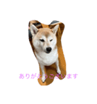 柴犬ハルと茶猫アバ（個別スタンプ：6）