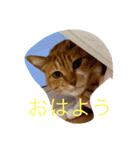 柴犬ハルと茶猫アバ（個別スタンプ：7）