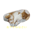 柴犬ハルと茶猫アバ（個別スタンプ：8）
