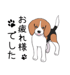 ビーグル犬 メル（個別スタンプ：14）