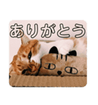 ひーさんとこの猫（個別スタンプ：1）