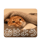 ひーさんとこの猫（個別スタンプ：4）