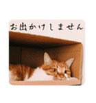 ひーさんとこの猫（個別スタンプ：18）