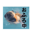ぱぐのぴくるす（個別スタンプ：17）