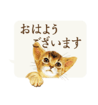 かわいい子猫の、日常ごあいさつ【修正版】（個別スタンプ：1）