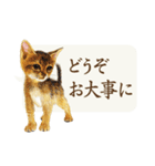 かわいい子猫の、日常ごあいさつ【修正版】（個別スタンプ：4）