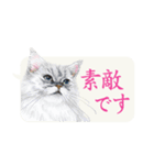 かわいい子猫の、日常ごあいさつ【修正版】（個別スタンプ：14）