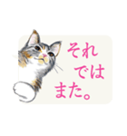 かわいい子猫の、日常ごあいさつ【修正版】（個別スタンプ：24）