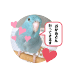 マメルリハのリル13（個別スタンプ：1）