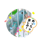 マメルリハのリル13（個別スタンプ：2）