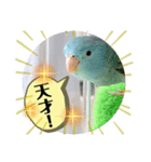マメルリハのリル13（個別スタンプ：4）