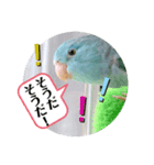 マメルリハのリル13（個別スタンプ：6）