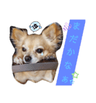 ナナちゃんスタンプ【よく使うワン④】（個別スタンプ：10）