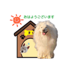 Drまぅちゃんのご挨拶（個別スタンプ：2）