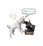 Drまぅちゃんのご挨拶（個別スタンプ：8）