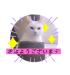 ねこーすの日常➕まねきねこ雨汐ちゃん（個別スタンプ：1）