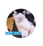 ねこーすの日常➕まねきねこ雨汐ちゃん（個別スタンプ：3）
