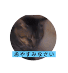ねこーすの日常➕まねきねこ雨汐ちゃん（個別スタンプ：4）
