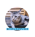 ねこーすの日常➕まねきねこ雨汐ちゃん（個別スタンプ：5）