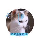 ねこーすの日常➕まねきねこ雨汐ちゃん（個別スタンプ：6）