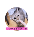 ねこーすの日常➕まねきねこ雨汐ちゃん（個別スタンプ：8）