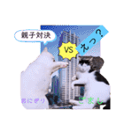 ねこーすの日常➕まねきねこ雨汐ちゃん（個別スタンプ：9）