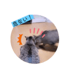 ねこーすの日常➕まねきねこ雨汐ちゃん（個別スタンプ：10）