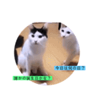 ねこーすの日常➕まねきねこ雨汐ちゃん（個別スタンプ：11）