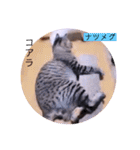 ねこーすの日常➕まねきねこ雨汐ちゃん（個別スタンプ：12）