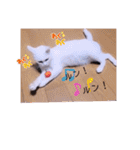 ねこーすの日常➕まねきねこ雨汐ちゃん（個別スタンプ：13）