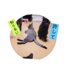 ねこーすの日常➕まねきねこ雨汐ちゃん（個別スタンプ：16）