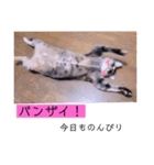 ねこーすの日常➕まねきねこ雨汐ちゃん（個別スタンプ：18）