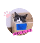 ねこーすの日常➕まねきねこ雨汐ちゃん（個別スタンプ：19）