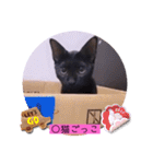 ねこーすの日常➕まねきねこ雨汐ちゃん（個別スタンプ：20）