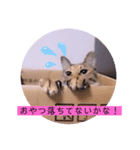 ねこーすの日常➕まねきねこ雨汐ちゃん（個別スタンプ：21）