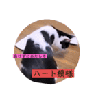 ねこーすの日常➕まねきねこ雨汐ちゃん（個別スタンプ：22）