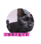 ねこーすの日常➕まねきねこ雨汐ちゃん（個別スタンプ：24）
