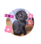 ねこーすの日常➕まねきねこ雨汐ちゃん（個別スタンプ：25）
