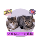 ねこーすの日常➕まねきねこ雨汐ちゃん（個別スタンプ：26）