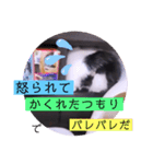 ねこーすの日常➕まねきねこ雨汐ちゃん（個別スタンプ：27）