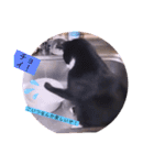 ねこーすの日常➕まねきねこ雨汐ちゃん（個別スタンプ：28）