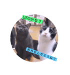 ねこーすの日常➕まねきねこ雨汐ちゃん（個別スタンプ：29）